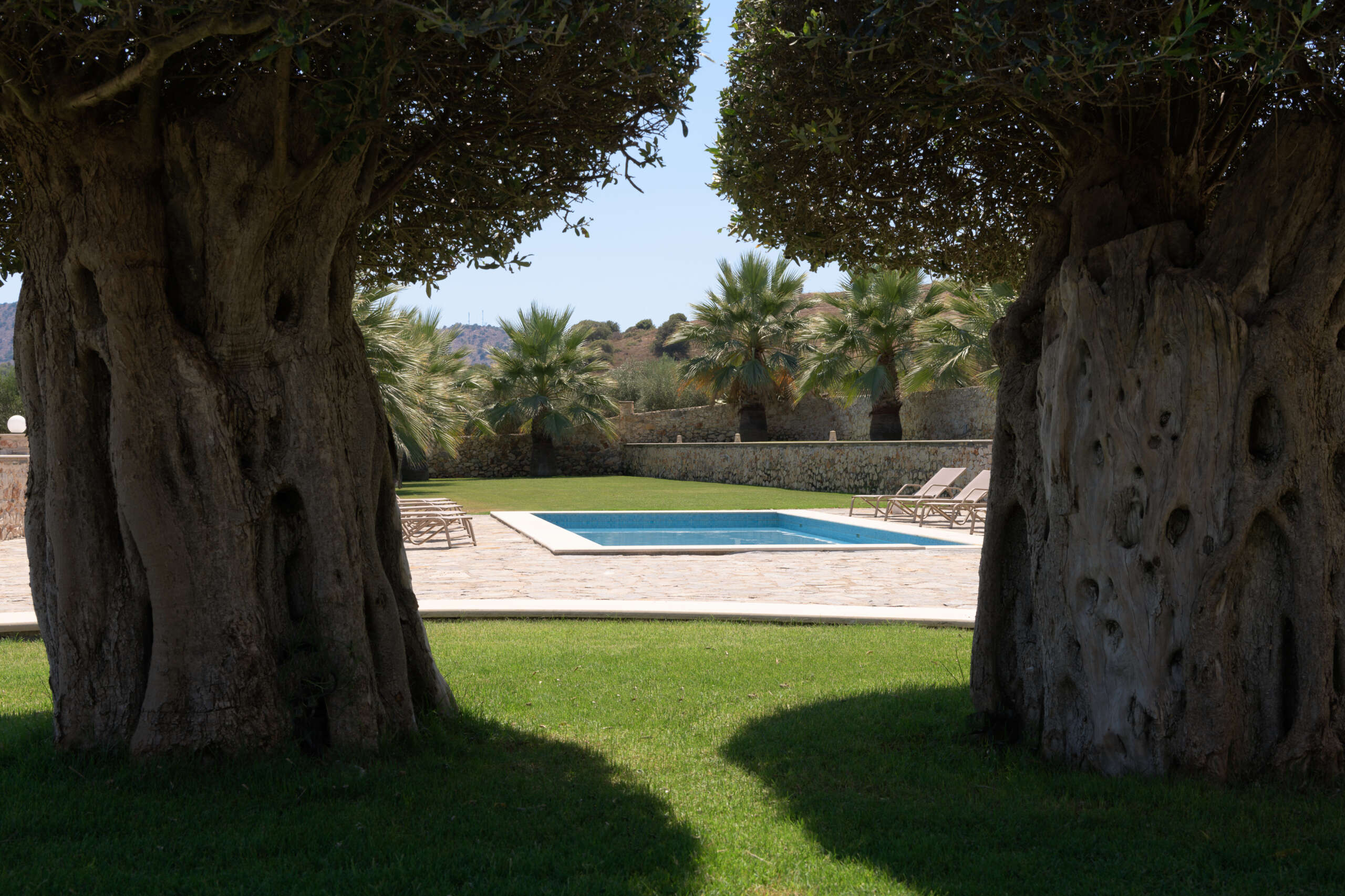 Olive Tree Garden